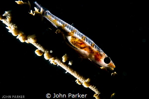 Glowing Goby by John Parker 